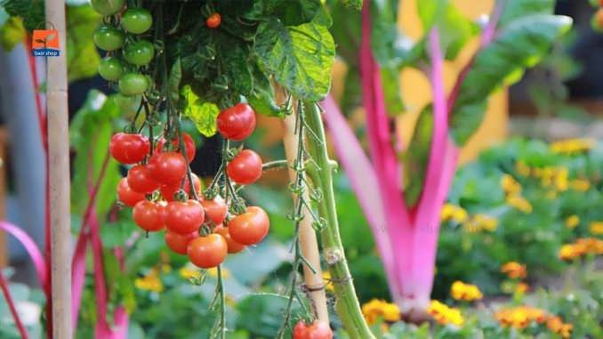 چگونگی کاشت بذر گوجه فرنگی