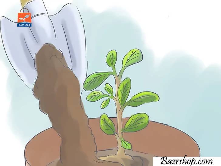 گیاه را داخل خاک قرار دهید