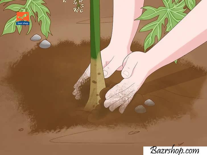 گیاه را با احتیاط به خاک اضافه کنید