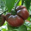 گیاه گوجه آزویچکا