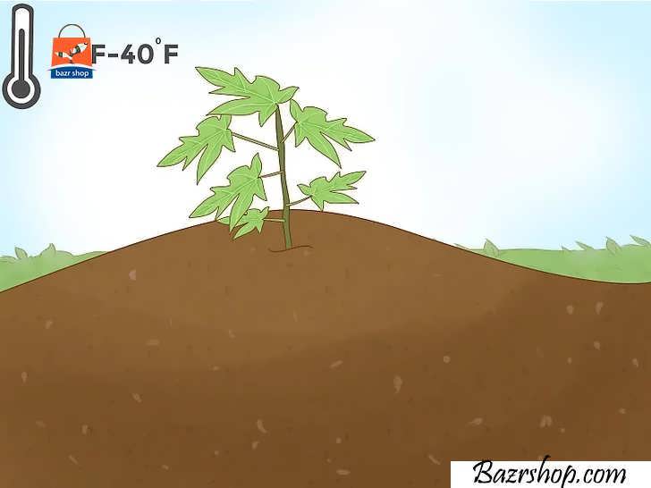بررسی کنید که آیا پاپایا در آب و هوای شما رشد می کند یا خیر