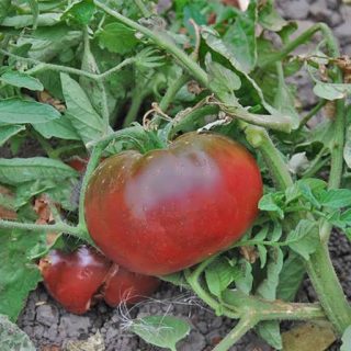 گیاه گوجه فرنگی بیف استیک تولا