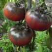 بذر گوجه فرنگی بیف استیک تولا