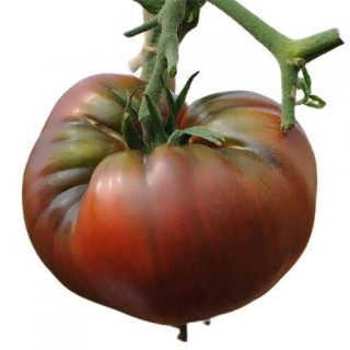 بذر گوجه فرنگی بیف استیک تولا