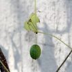 بذر خیار مکزیکی