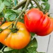 گوجه فرنگی خرمالو ارگانیک