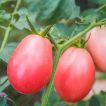گیاه گوجه فرنگی صورتی پوندروسا