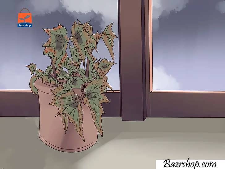 از گیاهان در برابر سرما محافظت کنید