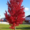 درخت افرا قرمز
