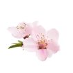 گل درخت ساکورای ژاپنی