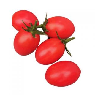 بذر گوجه فرنگی پومودورو