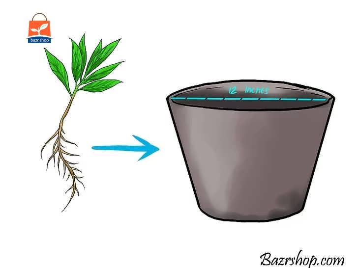 نهال یا شاخه ریشه دار را درون ظرفی بکارید