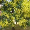 بذر درخت باران طلایی