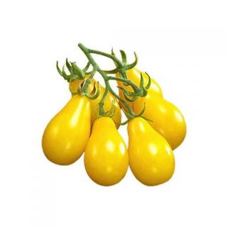 بذر گوجه فرنگی زرد گلابی