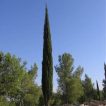 بذر درخت سرو شیراز