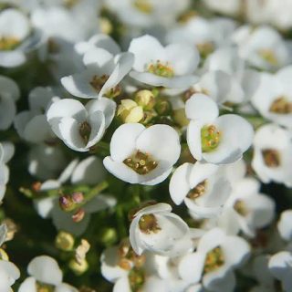 بذر گل عسل سفید