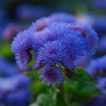 گل ابری آبی