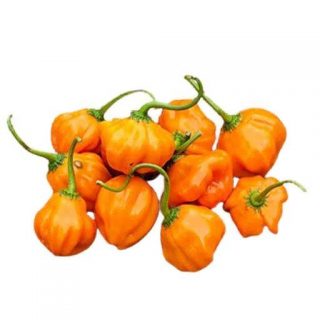 بذر فلفل اجی ذوسی نارنجی
