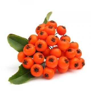 بذر درخت پیرکانترا میوه نارنجی