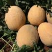 گیاه خربزه آناناسی