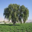 درخت کهور ایرانی