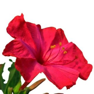 گل لاله عباسی قرمز