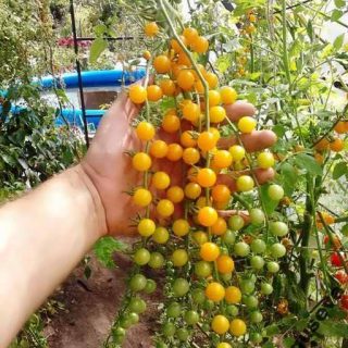 بذر گوجه فرنگی زرد بسیار ریز