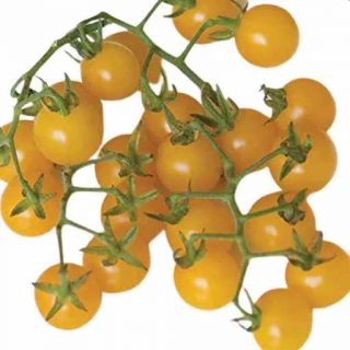 بذر گوجه فرنگی زرد بسیار ریز