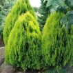 گیاه درخت سرو خمره ای