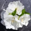گل ختمی سفید