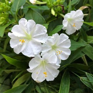گل لاله عباسی سفید