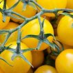 گیاه گوجه فرنگی تاکسی زرد