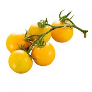بذر گوجه فرنگی تاکسی زرد