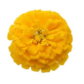 بذر گل آهار زرد پا کوتاه