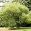 بونسای درخت تلخه بیان جدید