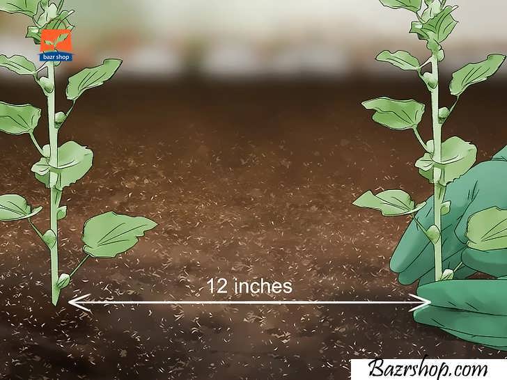 گیاهان باید هنگام انتقال ،30 تا 61 سانتی متر از هم فاصله داشته باشند