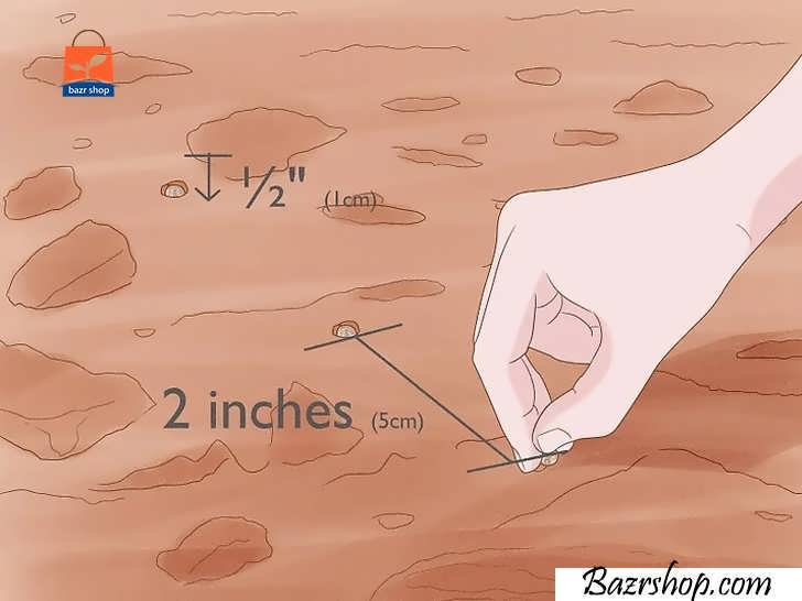 بذر را با عمق 1 سانتیمتر و 5 سانتیمتر فاصله از یکدیگر بکارید