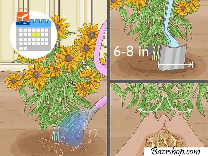 گیاهان سوسن  چشم سیاه را هر سه سال تقسیم کنید