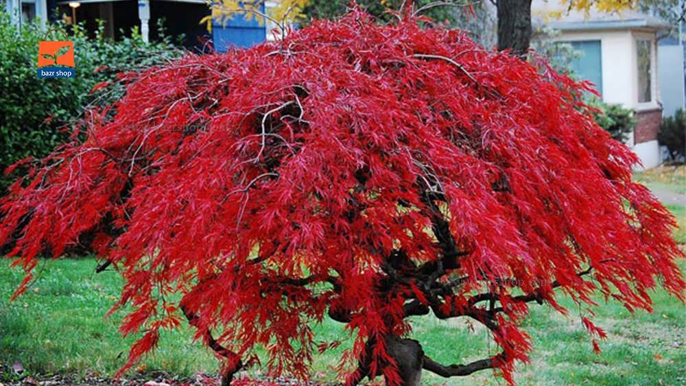 نور مورد نیاز درخت افرا قرمز