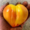 گوجه قلبی طلایی درختی تازه