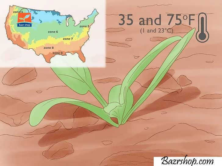 اسفناج را در مناطق آب و هوایی USDA سه تا نه پرورش دهید