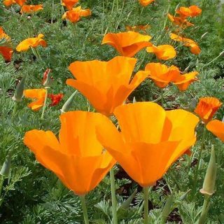 بذر گل شقایق کالیفرنیا نارنجی