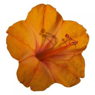گل لاله عباسی پا متوسط نارنجی