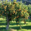 درخت پرتقال خوب