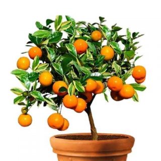 بذر درخت پرتقال