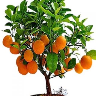 بذر درخت پرتقال