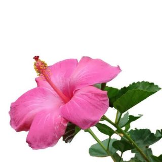 بذر گل ختمی ژاپنی صورتی