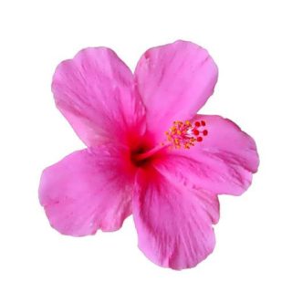 بذر گل ختمی ژاپنی صورتی