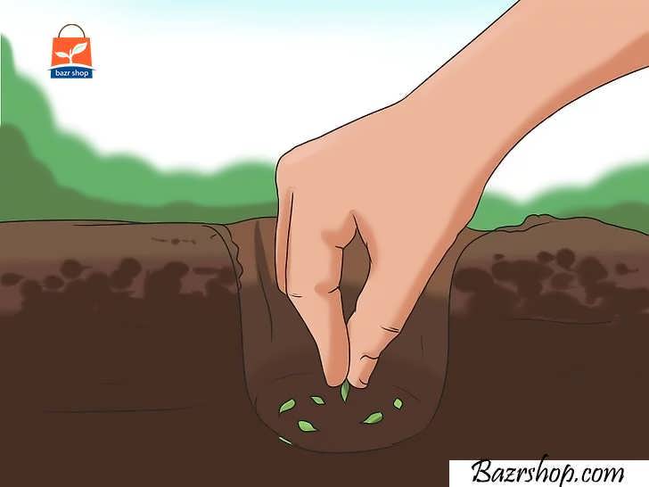 در هر حفره چند بذر بگذارید و روی آنها را با خاک بپوشانید
