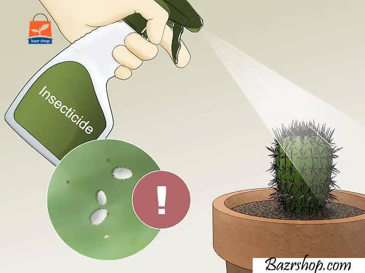آفت شپشک آرد آلود (mealybugs) را از روی سطح گیاه برداشته و کاکتوس را با حشره کش، اسپری کنید